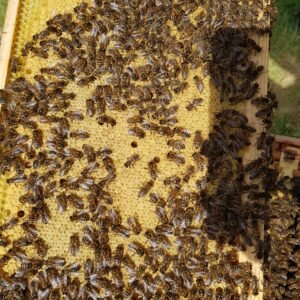 Honey Bees - Near Native Honey Bees - AMM