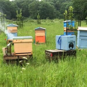 Beekeeping - Next Steps - Sun 31st May 2026.