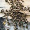 Adopt a Beehive - Your Very Own Raw, British Honey! - Image 4